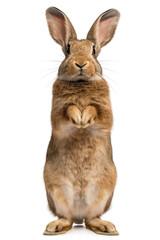 Fototapeta premium Rabbit isolated