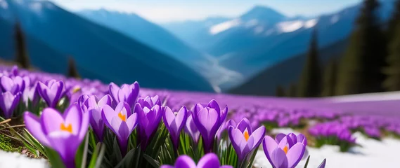 Zelfklevend Fotobehang Spring banner purple crocus flowers in mountains snowdrops early spring copy space march april botany plants fresh travel vacation valley © lidianureeva