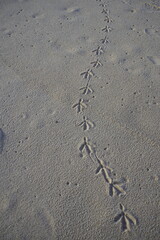 Pigeon footprints in the sand of Iracema Beach in Fortaleza, Brazil.