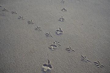 Pigeon footprints in the sand of Iracema Beach in Fortaleza, Brazil.