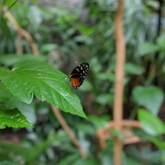 butterfly on leaf
