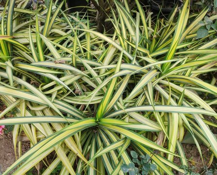 Garden foliage plant - Pandanus baptistii. Commonly known as Variegated Dwarf Pandanus or White-striped Pandanus. Small bush or tree. Leaves spirally arranged with golden-yellow central stripes.