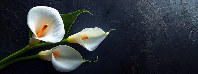 calla lily on black background