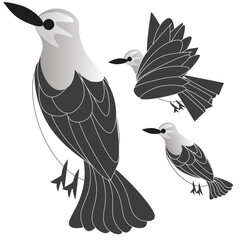 Mockingbirds in flight and resting