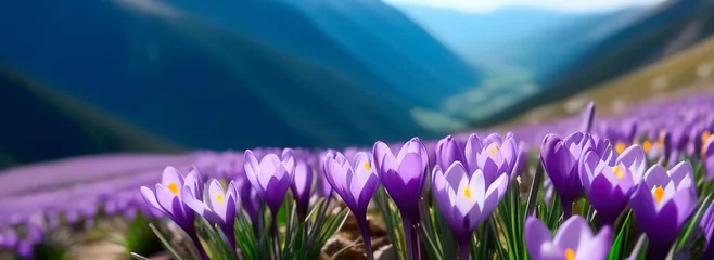 Fotobehang Spring banner purple crocus flowers in mountains snowdrops early spring copy space march april botany plants fresh travel vacation valley © lidianureeva