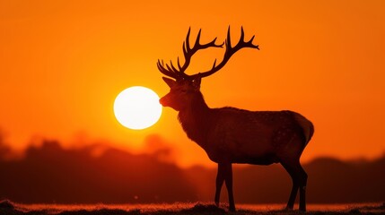 a deer with antlers standing in front of a bright orange and yellow sky with the sun in the background.