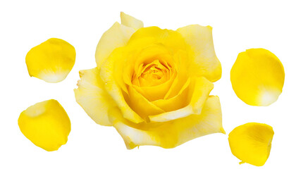 Yellow rose with petals isolated on transparent background.