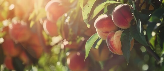 Peaches growing on a tree with slowing sunrise - obrazy, fototapety, plakaty