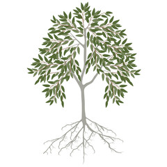 Eucalyptus tree with leaves and roots on a white background.