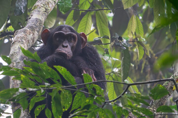 Chimpazee in the forest