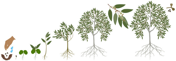 Cycle of growth of eucalyptus tree on a white background. - obrazy, fototapety, plakaty
