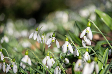 Snowdrops.