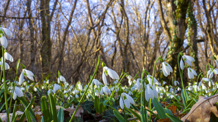 Spring forest with snowdrops.