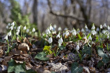 Snowdrops.
