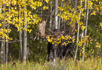 Bull Moose During the Rut in Wyoming in Autumn