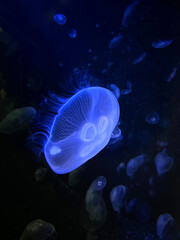 Jellyfish in aquarium