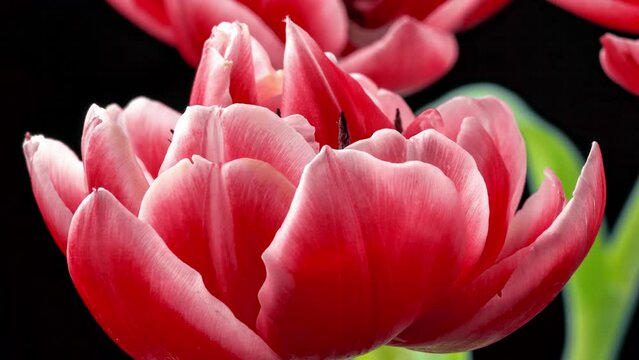 time lapse of opening of a pink peony tulip on a black background, close-up, macro photography, 4k video