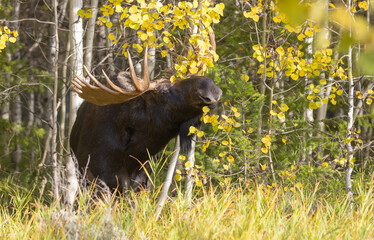 Bull Moose During the Rut in Wyoming in Autumn