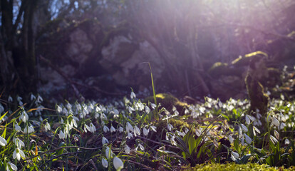 Spring forest with snowdrops.