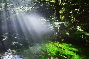 上高地の夏景色　清水川