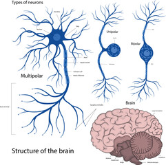 Types of neurons bipolar, unipolar, multipolar. The structure of a neuron in the brain. The structure of the human brain.