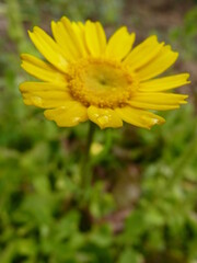 Une belle fleur jaune