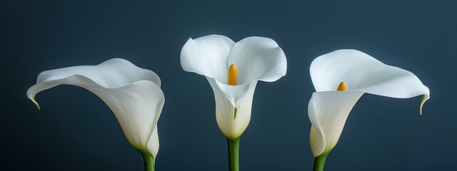 three big white calla lilies in portrait