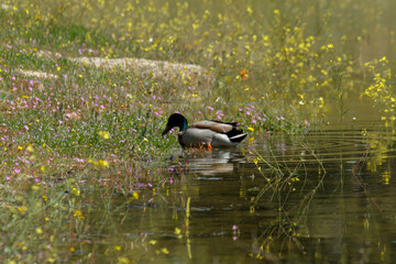Pato en el borde de un lago rodeado de flores de distintos colores