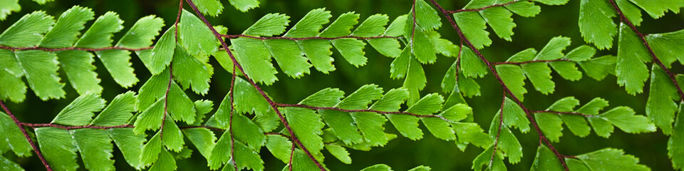 symmetrical texture of green leaves, psychological health, sustainable development