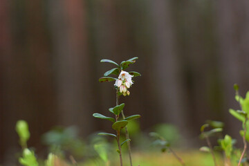Vaccinium vitis-idaea, family Ericaceae. Pale pink lingonberry flowers in the forest in spring.
