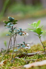 Vaccinium vitis-idaea, family Ericaceae. Pale pink lingonberry flowers in the forest in spring.

