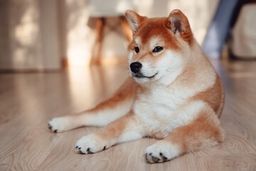 A red Shiba Inu dog lies on a light floor in a modern room.