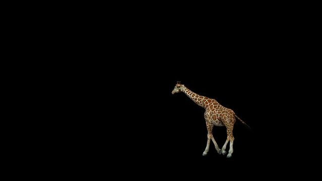 3D Reticulated giraffe entering and outing walking animation with alpha matte, 4k Northern giraffe moving rendering on black background, a large African mammal with a very long neck and forelegs