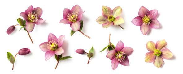 set / collection of purple and green hellebore flowers and buds in different positions isolated over a transparent background, natural floral spring and easter design elements, top view / flat lay - 748327459