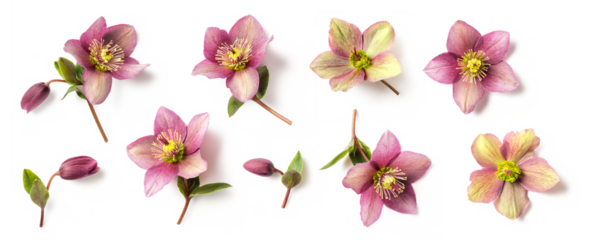 set / collection of purple and green hellebore flowers and buds in different positions isolated over a transparent background, natural floral winter and Christmas design elements, top view / flat lay