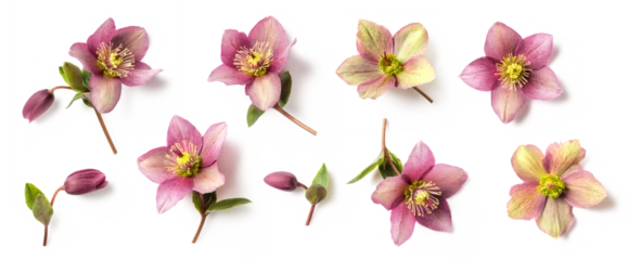 Washable wall murals Height scale set / collection of purple and green hellebore flowers and buds in different positions isolated over a transparent background, natural floral spring and easter design elements, top view / flat lay
