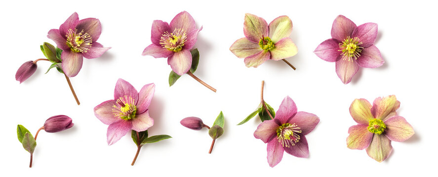 Fototapeta set / collection of purple and green hellebore flowers and buds in different positions isolated over a transparent background, natural floral winter and Christmas design elements, top view / flat lay