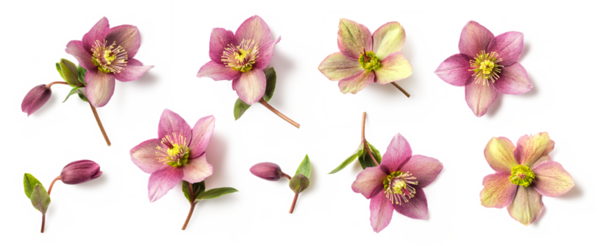 set / collection of purple and green hellebore flowers and buds in different positions isolated over a transparent background, natural floral winter and Christmas design elements, top view / flat lay