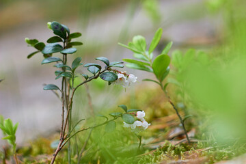 Fototapeta na wymiar Vaccinium vitis-idaea, family Ericaceae. Pale pink lingonberry flowers in the forest in spring. 