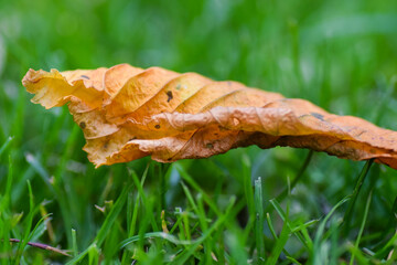 lonely leaf