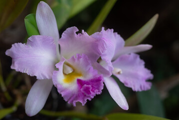 Closeup of lilac orchid known as Christmas orchid or Flor de Mayo, May flower - 748328473