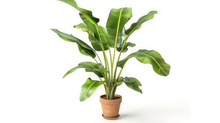 Potted banana plant isolated in white background