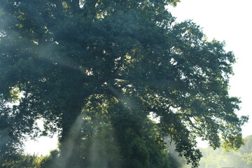 rayon de lumière du soleil dans un arbre