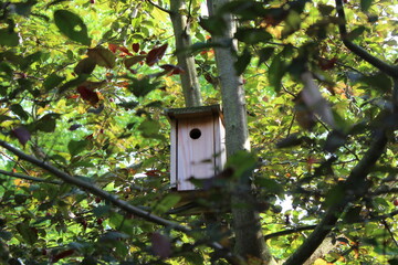 nichoir dans un arbre