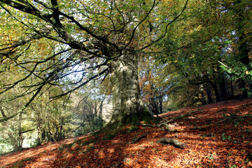 Fototapeta premium gros arbre au milieu de la foret en automne