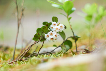 Vaccinium vitis-idaea, family Ericaceae. Pale pink lingonberry flowers in the forest in spring.
