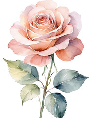rose flower isolated on transparent background