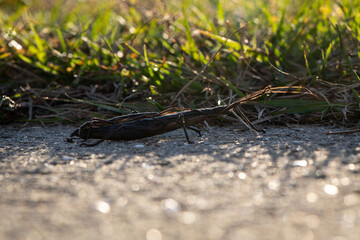 walking stick on sidewalk