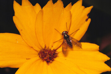 A single  Fly, (Diptera), rests on a yellow flower.