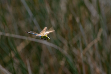 Flying dragonfly